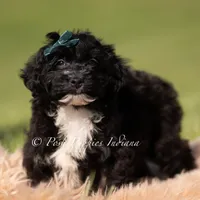 Bixby, a male Yorkipoo for sale in Warsaw, IN – 4 of 5