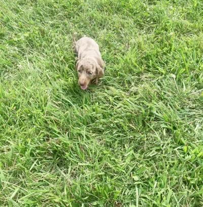 Sprinkles AKC, a male Miniature Dachshund for sale in Warsaw, IN – 10 of 10