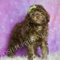 dillie, a male Poodle - Toy  for sale in Warsaw, IN – 3 of 6
