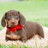 Hawtdog AKC, a male Miniature Dachshund for sale in Warsaw, IN – 4 of 6