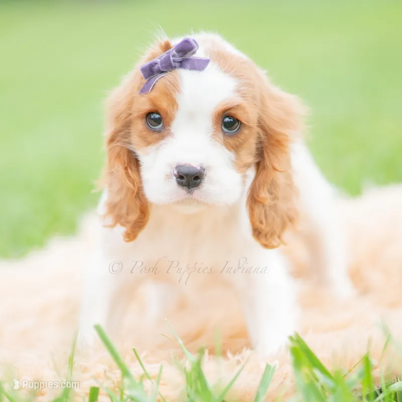 Queenie UABR – Cavalier King Charles Spaniel puppy for sale in Warsaw, IN