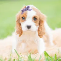 Queenie UABR, a female Cavalier King Charles Spaniel for sale in Warsaw, IN – 1 of 5