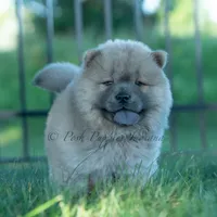 Bouji, a female Chow Chow for sale in Warsaw, IN – 3 of 10