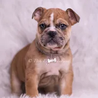 Bruiser AKC, a male English Bulldog for sale in Warsaw, IN – 7 of 8