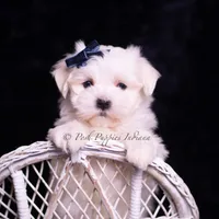 tatertot, a male Maltese for sale in Warsaw, IN – 5 of 10