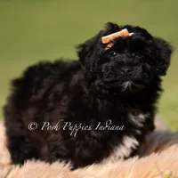 pixel, a male Yorkipoo for sale in Warsaw, IN – 6 of 6