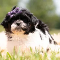 ZOA , a female Shih Tzu for sale in Warsaw, IN – 4 of 5