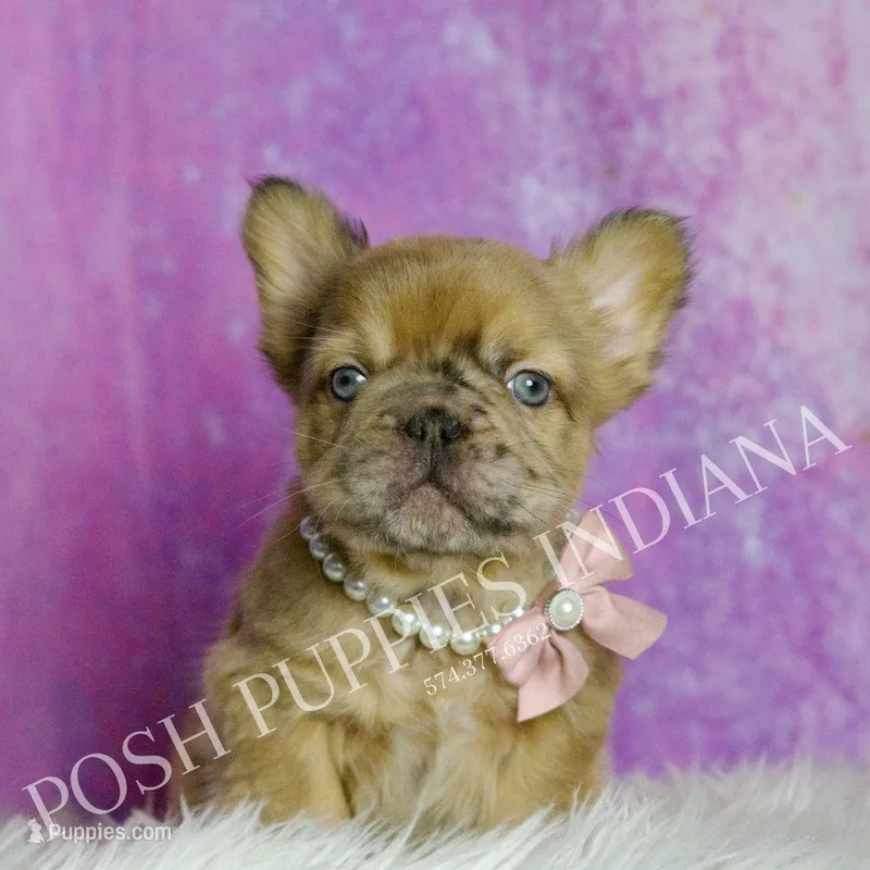 Diva AKC – French Bulldog puppy for sale in Warsaw, IN