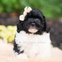 Poa, a male Miniature Goldendoodle for sale in Warsaw, IN – 5 of 8
