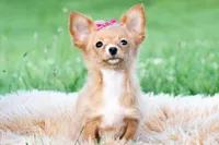 Honeybee, a female Chihuahua for sale in Warsaw, IN – 2 of 10