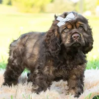 Morningstar, a male Cocker Spaniel for sale in Warsaw, IN – 4 of 7