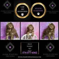 dillie, a male Poodle - Toy  for sale in Warsaw, IN – 4 of 6