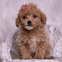 Kinsley, a female Maltipoo for sale in Warsaw, IN – 2 of 6