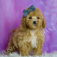 Blaze, a male Poodle - Toy  for sale in Warsaw, IN – 3 of 7