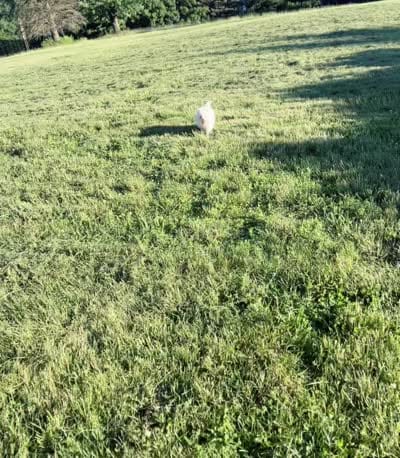 Marshmallow, a male Pomeranian for sale in Warsaw, IN – 6 of 6