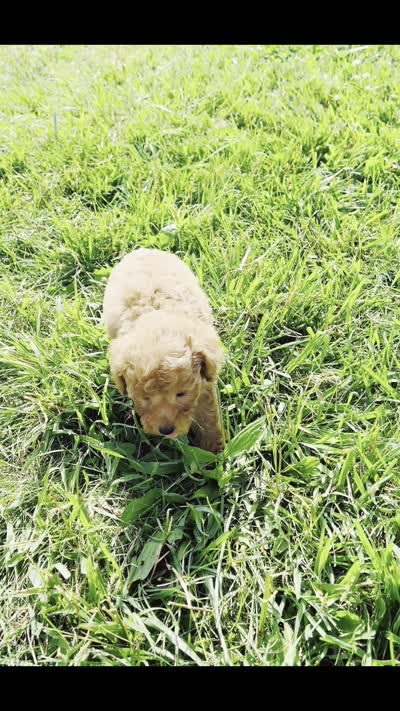 Putt Putt F1, a male Maltipoo for sale in Warsaw, IN – 10 of 10
