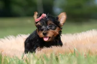 Maple, a female Yorkshire Terrier for sale in Warsaw, IN – 3 of 8