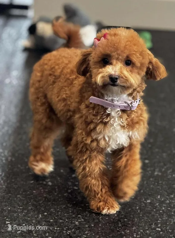 Stella F1B , a female Maltipoo for sale in Warsaw, IN – Photo 1 of 8