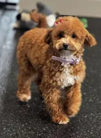 Stella F1B , a female Maltipoo for sale in Warsaw, IN – Photo 1 of 8