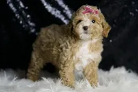Stella F1B , a female Maltipoo for sale in Warsaw, IN – Photo 6 of 8