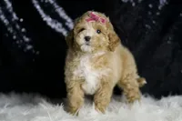 Stella F1B , a female Maltipoo for sale in Warsaw, IN – Photo 7 of 8