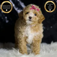 Stella F1B , a female Maltipoo for sale in Warsaw, IN – Photo 3 of 8