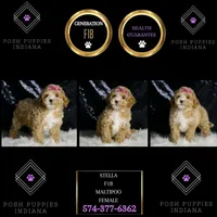 Stella F1B , a female Maltipoo for sale in Warsaw, IN – Photo 4 of 8