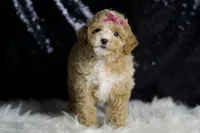 Stella F1B , a female Maltipoo for sale in Warsaw, IN – Photo 8 of 8