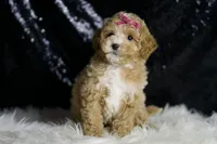 Stella F1B , a female Maltipoo for sale in Warsaw, IN – Photo 5 of 8