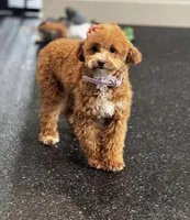 Stella F1B , a female Maltipoo for sale in Warsaw, IN – Photo 2 of 8