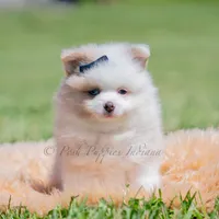 fizzle, a male Pomeranian for sale in Warsaw, IN – 2 of 6