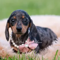 SADIE AKC, a female Miniature Dachshund for sale in Warsaw, IN – 3 of 7