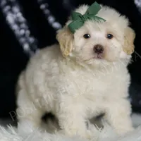 Scout, a male Maltipoo for sale in Warsaw, IN – Photo 1 of 4