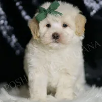 Scout, a male Maltipoo for sale in Warsaw, IN – Photo 2 of 4