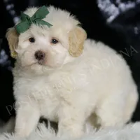Scout, a male Maltipoo for sale in Warsaw, IN – Photo 3 of 4