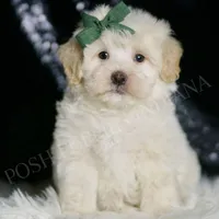 Scout, a male Maltipoo for sale in Warsaw, IN – Photo 4 of 4