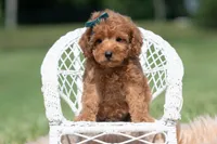 Putt Putt F1, a male Maltipoo for sale in Warsaw, IN – 7 of 10