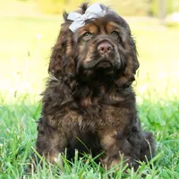 Morningstar, a male Cocker Spaniel for sale in Warsaw, IN – 5 of 7
