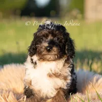 Fudge Swirls, a male Poodle - Toy  for sale in Warsaw, IN – 4 of 6