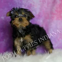 Tracker, a male Yorkshire Terrier for sale in Warsaw, IN – Photo 2 of 5