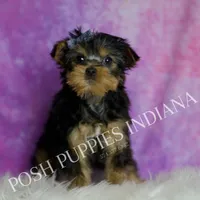 Tracker, a male Yorkshire Terrier for sale in Warsaw, IN – Photo 4 of 5