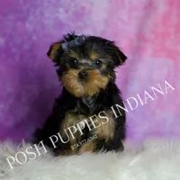 Tracker, a male Yorkshire Terrier for sale in Warsaw, IN – Photo 1 of 5