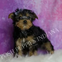 Tracker, a male Yorkshire Terrier for sale in Warsaw, IN – Photo 5 of 5