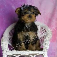 Tracker, a male Yorkshire Terrier for sale in Warsaw, IN – Photo 3 of 5