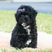 Paisley, a female Poodle - Toy  for sale in Warsaw, IN – 1 of 6