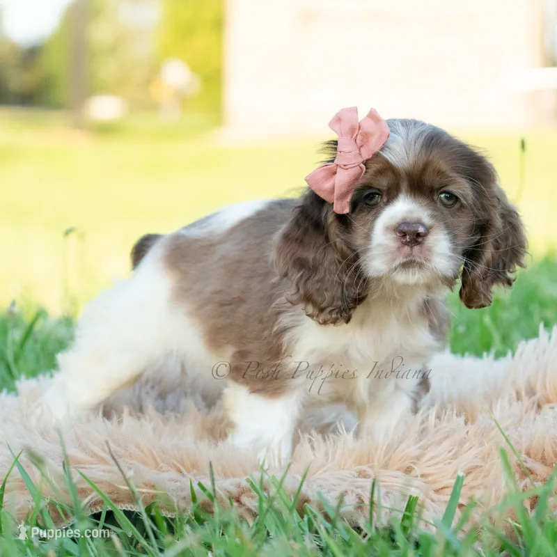 Rosslyn – Cocker Spaniel puppy for sale in Warsaw, IN