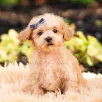 Pebblewhisk, a male Maltipoo for sale in Warsaw, IN – 4 of 7