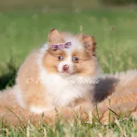 Margo AKC, a female Pomeranian for sale in Warsaw, IN – 6 of 7