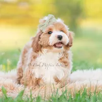cosmo, a male Poodle - Toy  for sale in Warsaw, IN – 3 of 8
