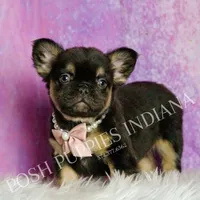 Dove AKC Fluffy French Bulldog, a female French Bulldog for sale in Warsaw, IN – Photo 1 of 6